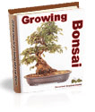 Growing Bonsai